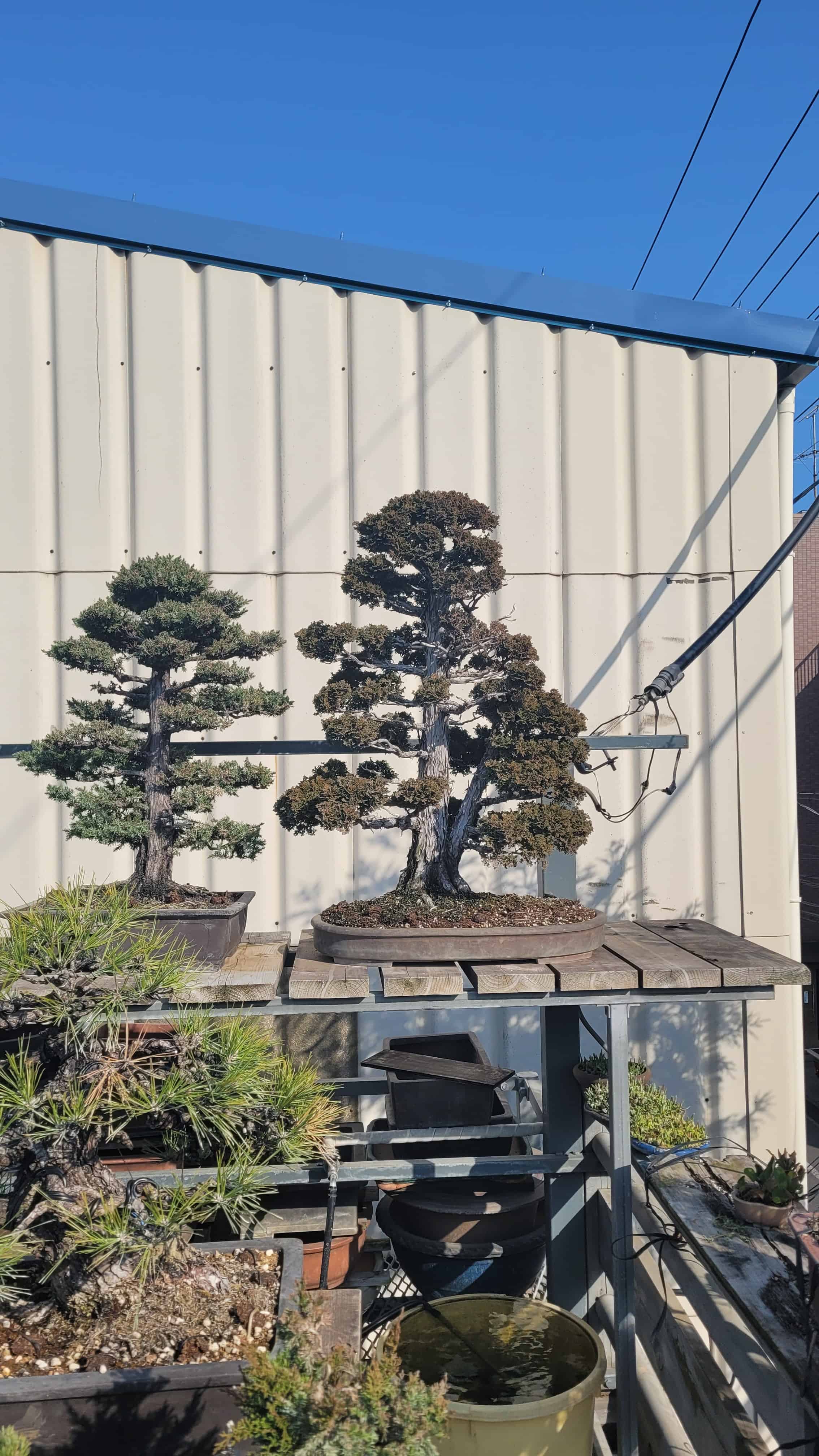 A cypress bonsai tree from kobayashi in Japan